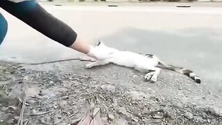 Compassion for animals