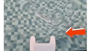 ada yang sudah pernah coba ?