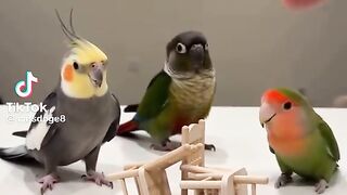 Cute Parrot Playing 2