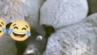 #Funny #video! #viralvideo #funny #hindi viral 16