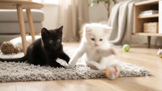 Black n White Cute Cat