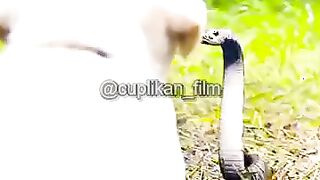 PERJUANGAN SEEKOR IBU ANJING MENYELAMATKAN NYAWA ANAKNYA ♥️‼️
