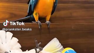 So Cute Parrot 9