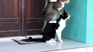 #Funny #video! #viralvideo #funny #hindi viral 23