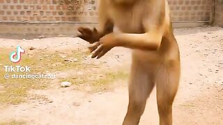 Dog show you confidence