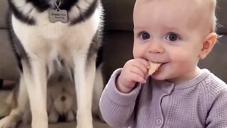 Dogs #fypシ゚viralシ #sheldonthedramaking #husky #viralpost_4.mp4