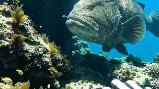 😱 The Giant Fish Came Closer Than Anyone Expected! 🌊🐟