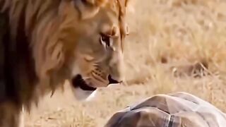 あらゆる追いかけっこを繰り広げる! 「トムとジェリー
