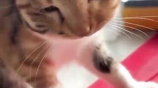 kucing plenger 3