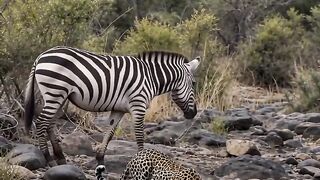 Zebra Rocked, Leopard Shocked