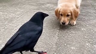When a crow and a puppy are having a ball game,