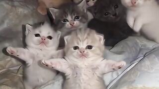 Adorable Kittens Dancing, Playing and Sitting Together on a Cozy Bed