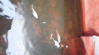 Fishh 4