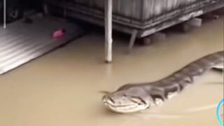 Giant Snake Spotted in Flood Waters | Mempawah, Kalimantan
