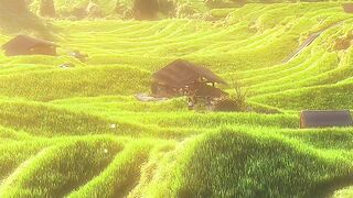 Golden Sunrise Over Beautiful Rice Terraces 🌅🌾