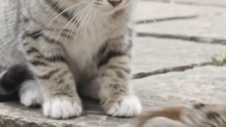 Kitten Meets a Funny Frog