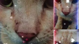 That Face 😻 | Cute Cat Filter