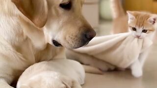 This Kitten Knew the Puppy Was Cold 🥹.mp4