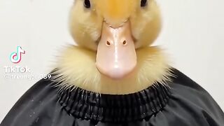 Duck Hairstyle