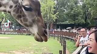 Zebra funny video