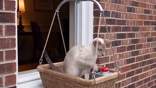 Bro Just Left His Signature In The Cement #broanddickens #cat.mp4