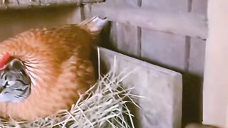 #Funny #video! #viralvideo #funny #hindi viral #United #States #America new | danger cat