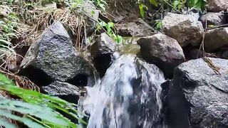 Relaxing Forest Stream Sounds | Peaceful Nature Water Flow