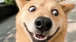 Dogs selfie