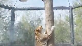 #Funny #video! #viralvideo #funny #hindi viral #United #States #America new | 10
