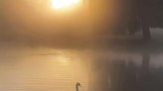 Swan🦢