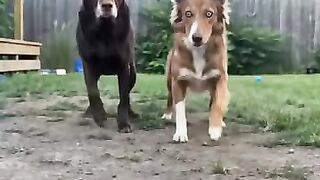 #Funny #video! #viralvideo #funny #hindi viral #United #States #America new | 22