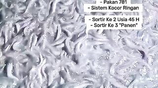Catfish Sorting Process at Night