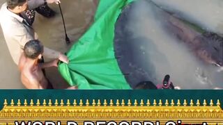 Boramy: World Record Giant Freshwater Stingray Caught & Released in Mekong River, Cambodia