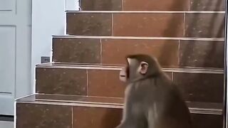 #Funny #video! #viralvideo #funny #hindi viral #United #States #America new | 27