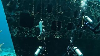 Something HUGE Was Waiting Inside This Shipwreck… 🌊🐟