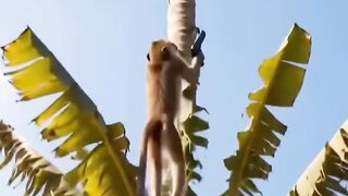 #Funny #video! #viralvideo #funny #hindi viral #United #States #America new | 30