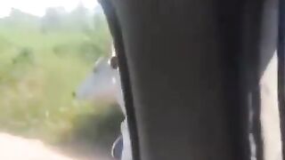 Only in alternative transportation 🐄🏍️