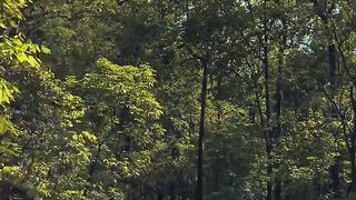 Peaceful Forest Road 🌿 | Relaxing Nature Scenery & Aesthetic Countryside Walk