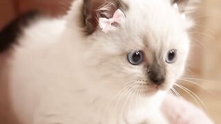 Meow Meow 1