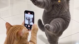 Cat 😺 Mobile Camera Photo Pose | Cute Cat Photography 📸 | Funny & Trending Cat Poses