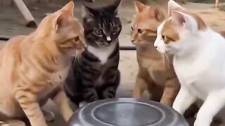 Cat Friends 😺🐈 Having a Funny Adventure | Hilarious AI Cat VideoCat🐈friends 😅 funny video