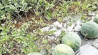 Panen dan proses pengangkutan 😍👍