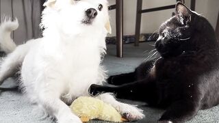 They are best friends.. cats and dogs