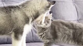 They are best friends.. cats and dogs lover