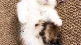 Very cute and adorable 2
