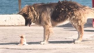 Who are these cats and dogs? 2