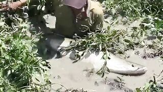 Catching large predatory fish in a grassy swamp