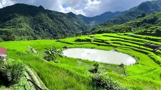 fields