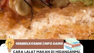 cairan nyamuk
