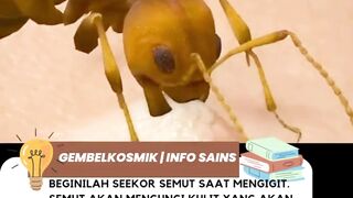 gigitan semut